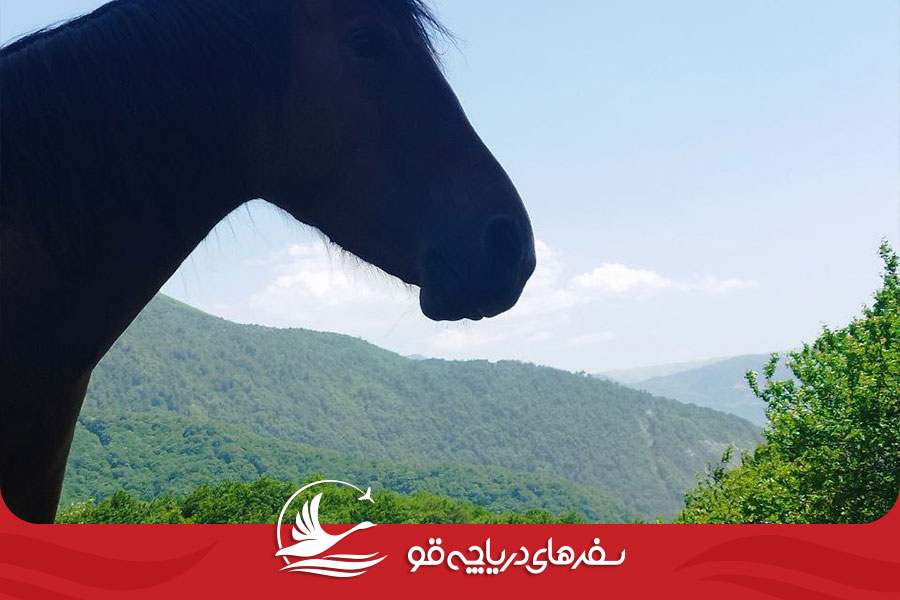 Alimestan02