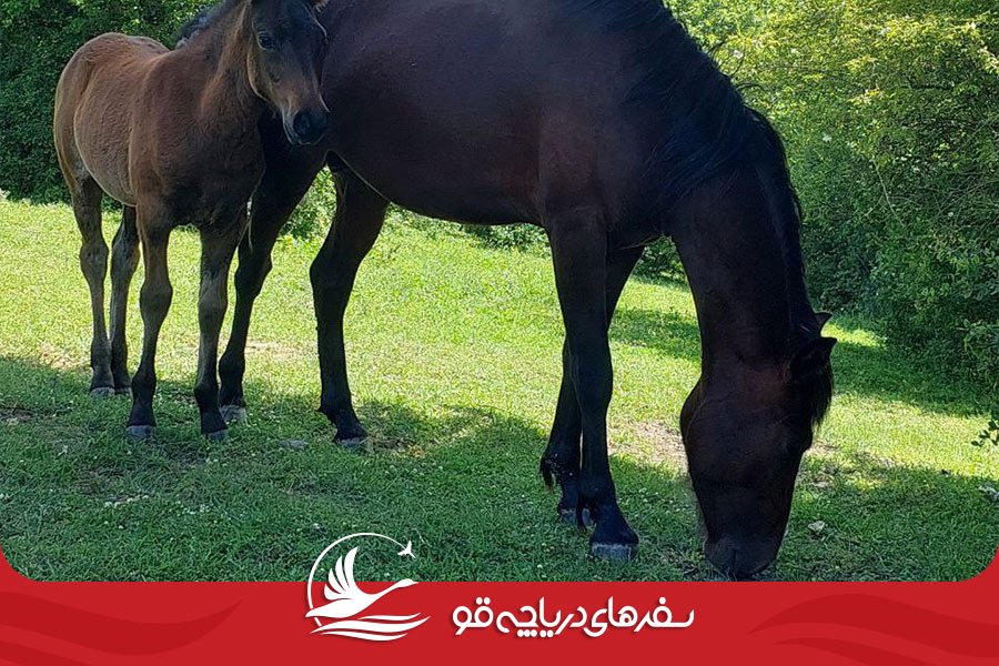Alimestan07